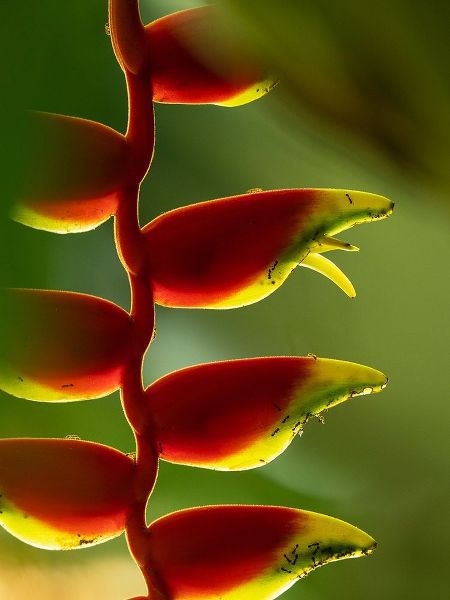 Fiji-Vanua Levu Close-up of Heliconia plant